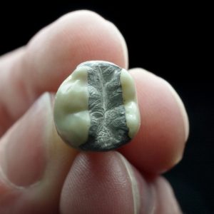 Extracted Tooth Recycling